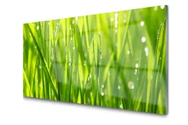 obraz-szklany-trawa-roslina-natura-foto-100x50
