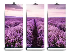 fototapeta-lateks-lawenda-kwitnaca-152x104-klej