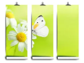 fototapeta-lateks-i-motyl-rumianek-152x104