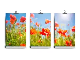 fototapeta-lateks-czerwony-maki-250x104-klej