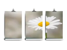 fototapeta-lateks-bialy-rumianek-250x104