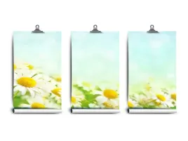 fototapeta-lateks-niebieski-rumianek-250x104