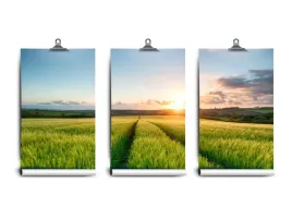 fototapeta-lateks-pola-jeczmien-250x104-klej