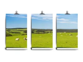 fototapeta-lateks-pole-owce-250x104-klej
