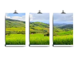 fototapeta-lateks-ryzowe-pole-250x104-klej