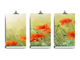 fototapeta-lateks-kwiaty-maki-250x104-klej
