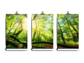 fototapeta-lateks-las-bukowy-250x104-klej