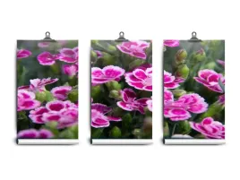 fototapeta-lateks-kwiaty-rozowe-250x104-klej