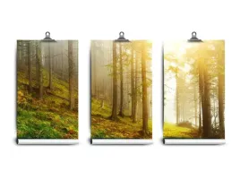 fototapeta-lateks-latex-las-250x104-klej
