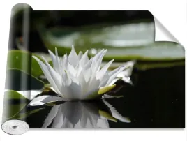 fototapeta-samoprzylepna-bialy-lotos-416x254