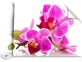 fototapeta-samoprzylepna-kwiaty-orchidei-416x254