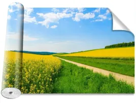 fototapeta-usuwalna-pole-rzepaku-416x254