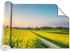 fototapeta-usuwalna-pole-rzepaku-416x254