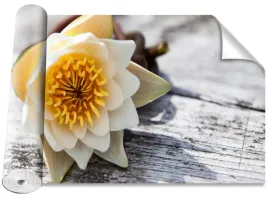 tapeta-peel-and-stick-lilia-wodna-416x254