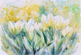 tapeta-scienna-akwarelowe-biale-tulipany-250x250cm-stan-nowy