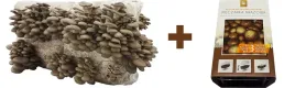 zestaw-do-uprawy-grzybow-boczniak-balot-15kg-pieczarka-brazowa-3l