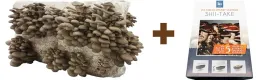 zestaw-do-uprawy-grzybow-boczniak-ostrygowaty-balot-shiitake-3l