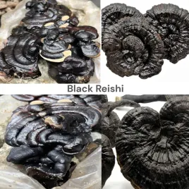 gotowe-podloze-black-reishi-grzybnia-do-samodzielnej-uprawy-w-domu