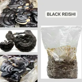 domowa-uprawa-gotowe-podloze-black-reishi-z-grzybnia