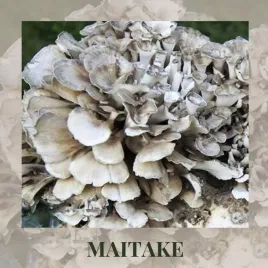 grzybnia-maitake-na-podlozu-domowa-hodowla-dla-pasjonatow-grzybow
