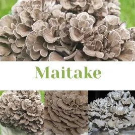 grzybnia-maitake-na-podlozu-podloze-do-domowej-uprawy-naturalne-i-swieze