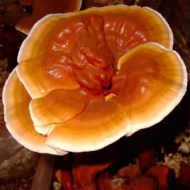 lakownica-lsniaca-reishi-3-kg-gotowe-podloze