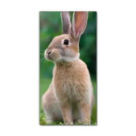 foto-obraz-scienny-grafika-60x120-krolik-zwierze