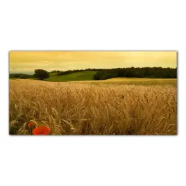 ziarno-pole-wies-100x50-hartowane-panele-szklane