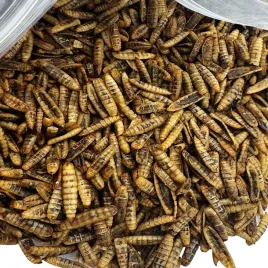 robak-na-ryby-puffy-caly-suszony-method-feeder-1kg-zaneta-champi