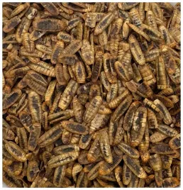 robak-na-ryby-baby-caly-suszony-method-feeder-1kg-zaneta-champi