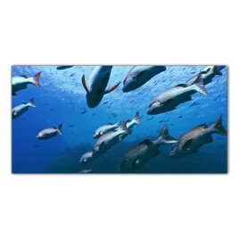 ocean-natura-ryby-100x50-hartowane-panele-szklane