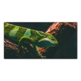 iguana-zwierze-natura-120x60-panel-szklo-do-kuchni