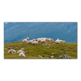 owca-zwierze-alpy-gory-120x60-panel-miedzy-szafki
