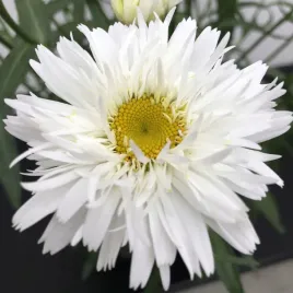 zlocien-margatetka-sweet-daisy-rebecca-sadzonka-niski-duze-kwiaty