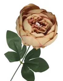 piwonia-peonia-galazka-pojedyncza-duza-jak-zywa