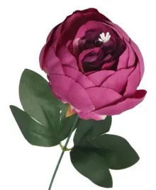 piwonia-peonia-galazka-pojedyncza-duza-jak-zywa