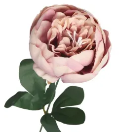 piwonia-peonia-galazka-pojedyncza-duza-jak-zywa