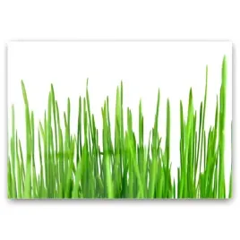 obraz-szklany-trawa-roslina-natura-grafika-100x70