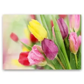 obraz-szklany-tulipany-kwiaty-roslina-foto-100x70