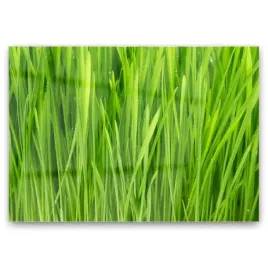 obraz-szklany-trawa-roslina-natura-grafika-100x70