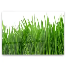 obraz-szklany-trawa-roslina-natura-grafika-100x70