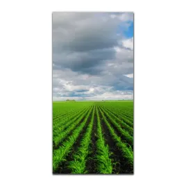 foto-szklane-do-kuchni-50x100-zielone-pola-natura