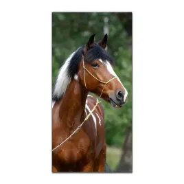 foto-obraz-na-szkle-do-kuchni-50x100-kucyk-konik