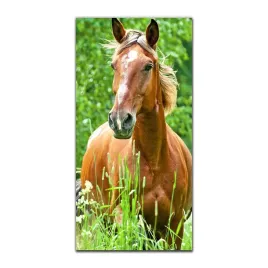 foto-obraz-na-szkle-do-kuchni-50x100-przyroda-kon