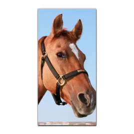 foto-na-szkle-do-salonu-50x100-kon-zwierze-niebo