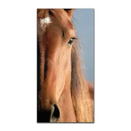 obraz-szklany-grafika-do-salonu-50x100-natura-kon