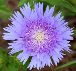 stokezja-gladka-mels-blue-duze-niebieskie-kwiaty-kwitnie-do-mrozow