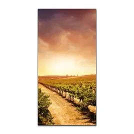foto-obraz-na-szkle-do-kuchni-50x100-winnica-pola