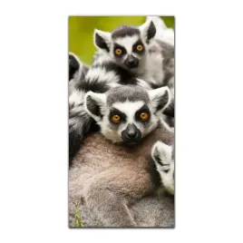 obraz-na-szkle-do-kuchni-50x100-madagaskar-afryka