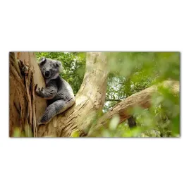 mis-koala-niedzwiedz-140x70-panele-szklo-hartowane